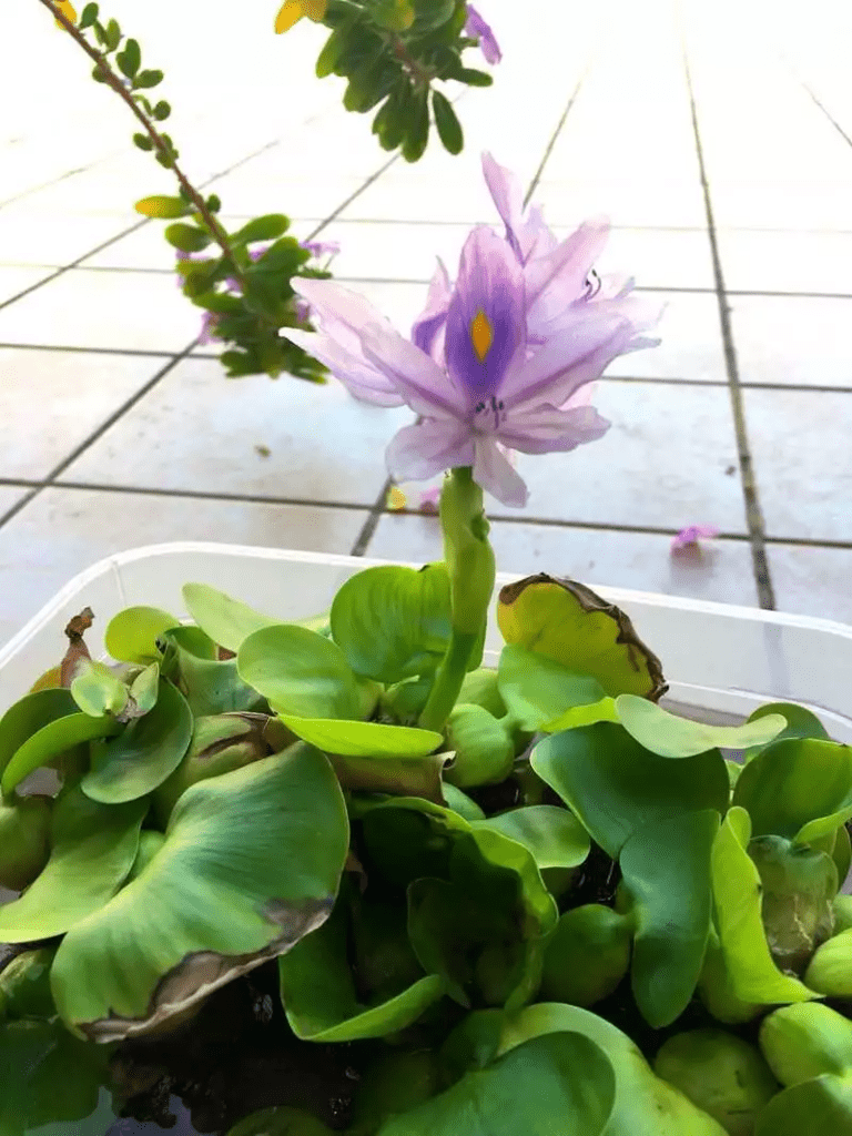 Blooming Water Hyacinth At Our Doorsteps!